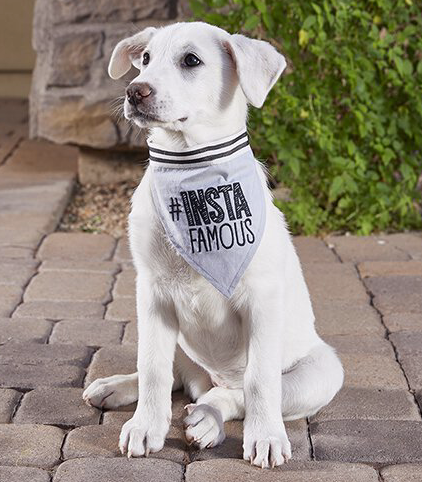 Insta Famous- Pet Bandana - Pine & Moss