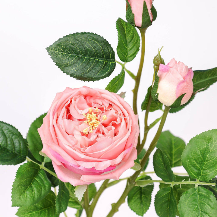 3-Head Real touch English Austin Cabbage Rose Stem: 30"-Rosegold Pink