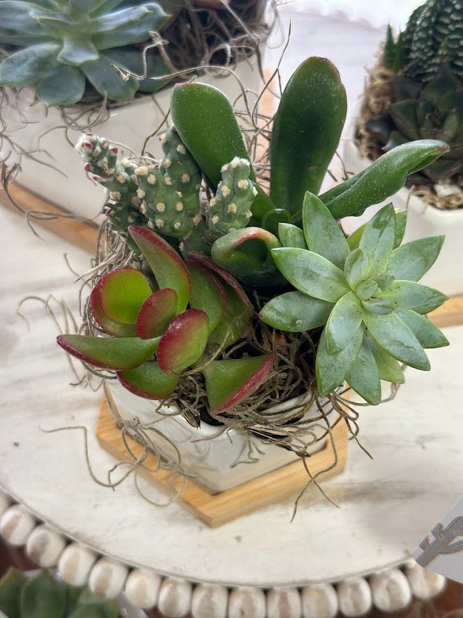 The Succulent Studio- Succulent Pots