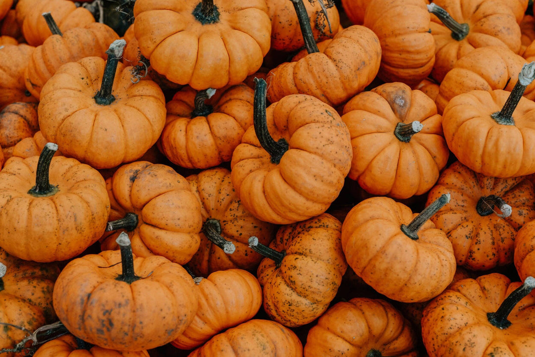 Seattle Candle Co.- Autumnal Pumpkin: 4oz