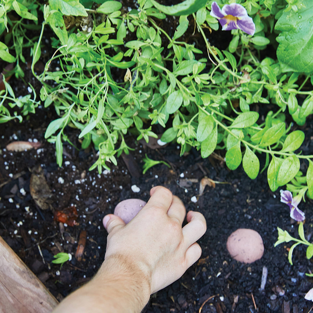 Seed Bomb : Well Being Boost