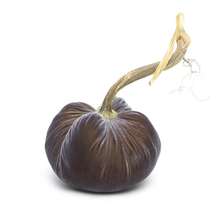 Hot Skwash Graphite Silk Velvet Pumpkin