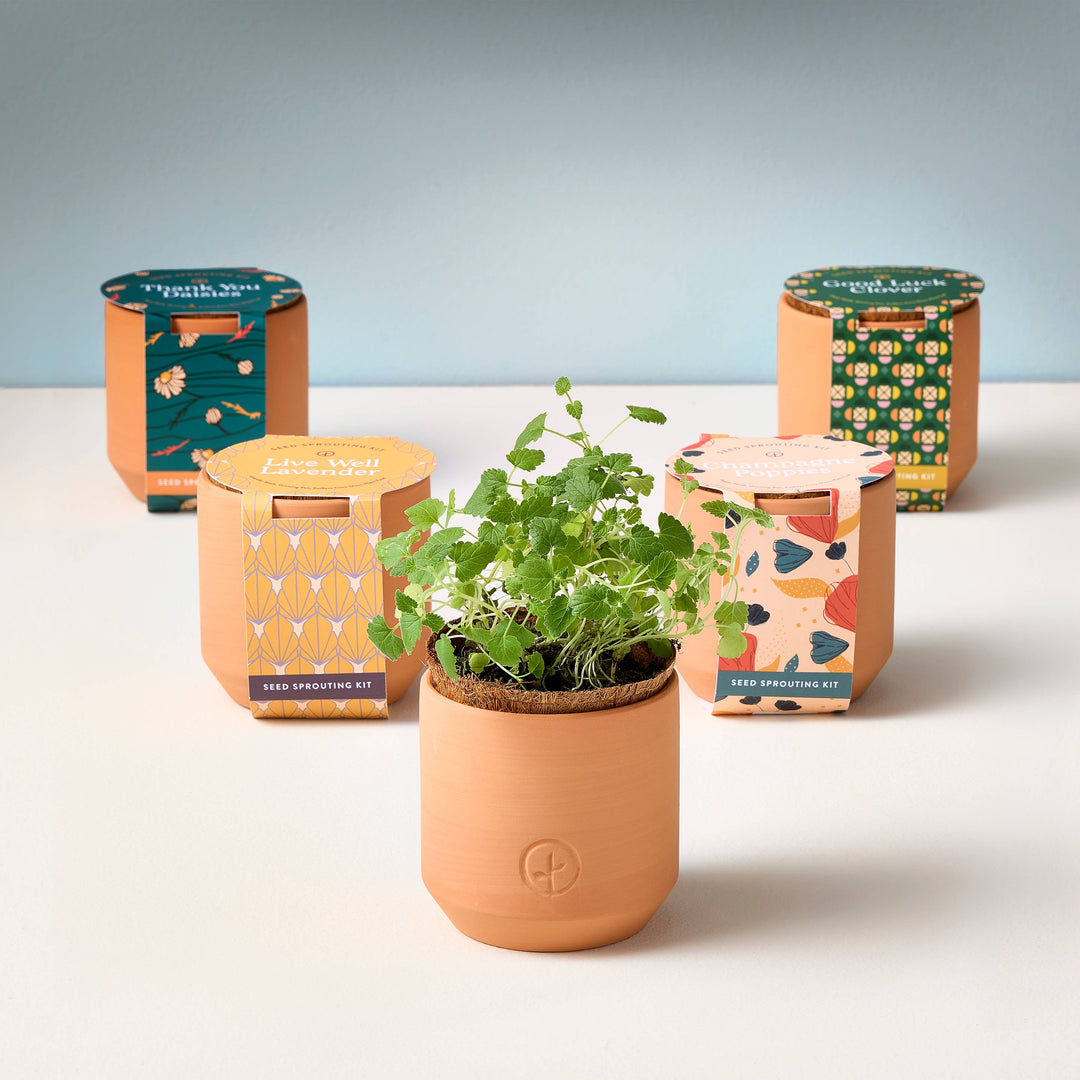 Tiny Terracotta Grow Kits: Thank You Daisy