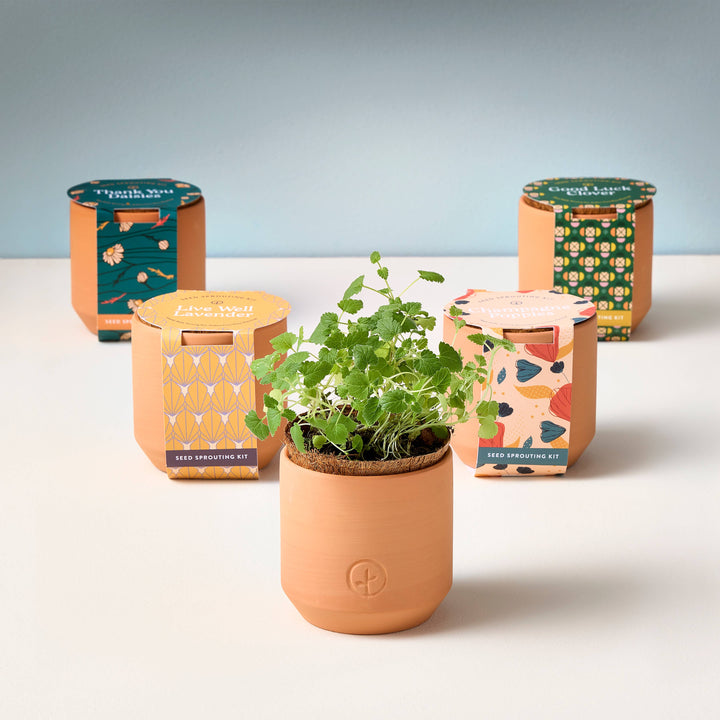 Tiny Terracotta Grow Kits: Champagne Poppies