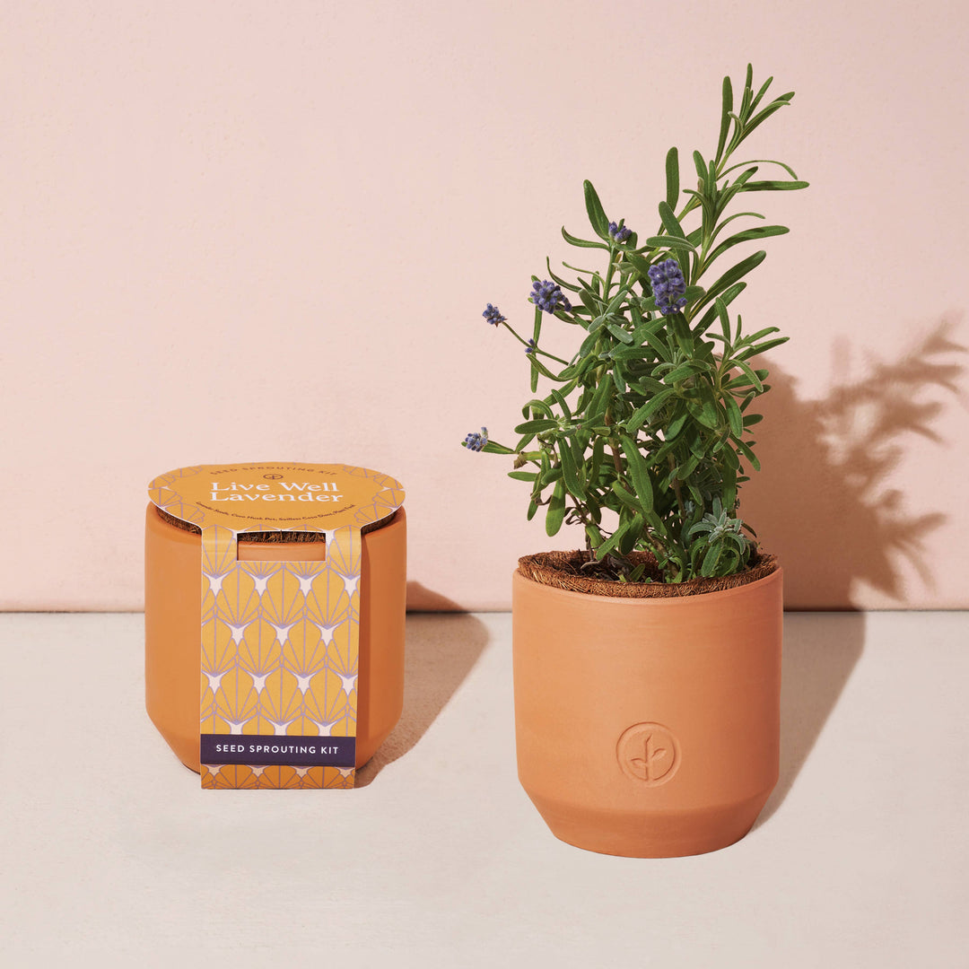 Tiny Terracotta Grow Kits: Thank You Daisy