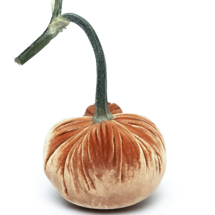 Hot Skwash Spice Silk Velvet Pumpkin