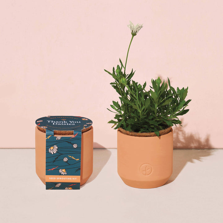 Tiny Terracotta Grow Kits: Thank You Daisy