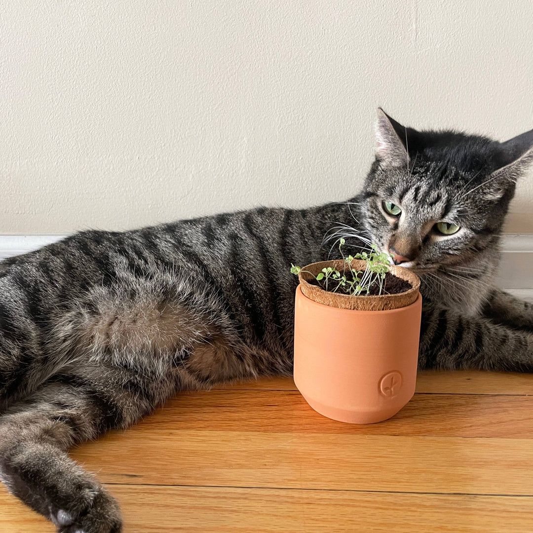 Tiny Terracotta Pet Grow Kits: Curious Catnip