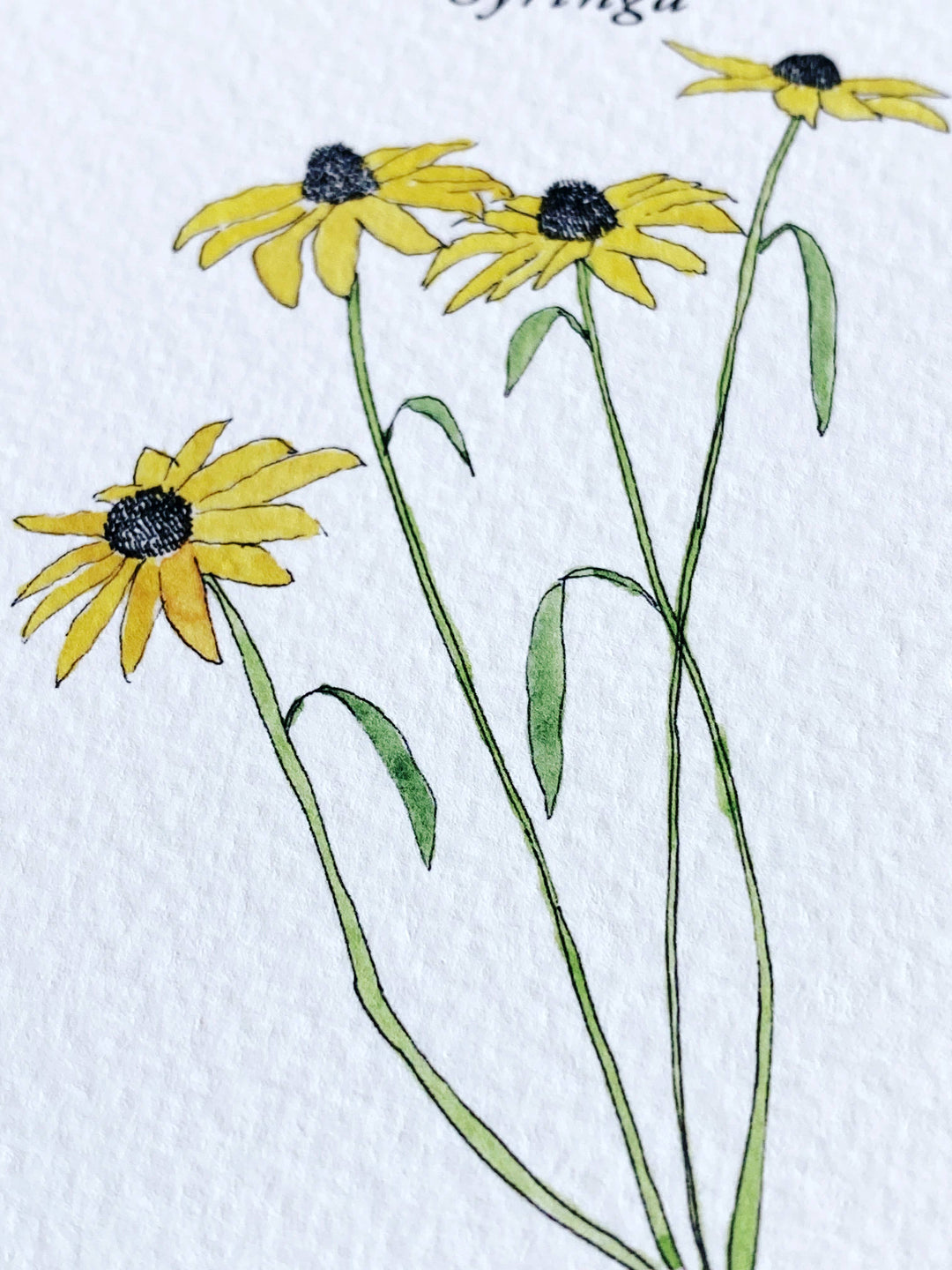 Maryland State Flower Map - ART PRINT