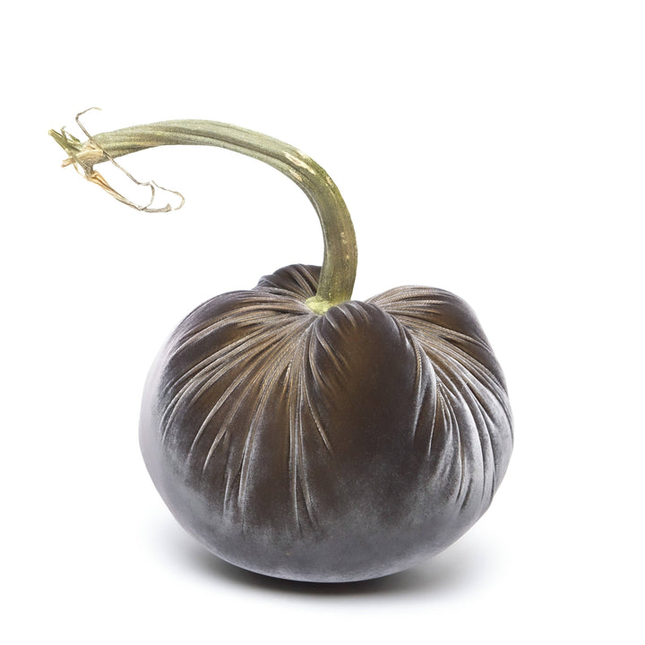 Hot Skwash Graphite Silk Velvet Pumpkin