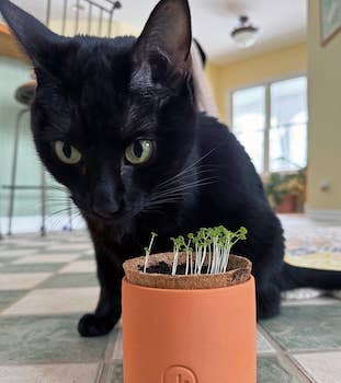 Tiny Terracotta Pet Grow Kits: Curious Catnip