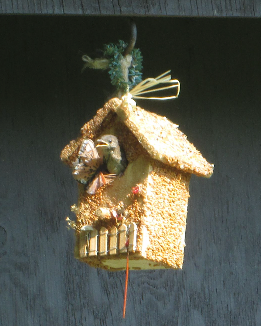 Spring Fruit Bird Feed Cottages - Pine &amp; Moss