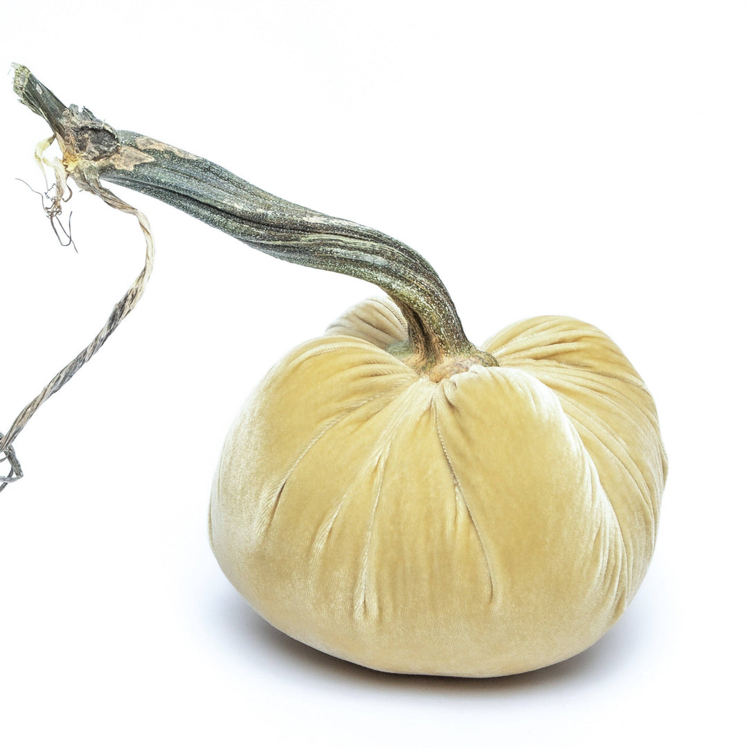 Hot Skwash Husk Silk Velvet Pumpkin