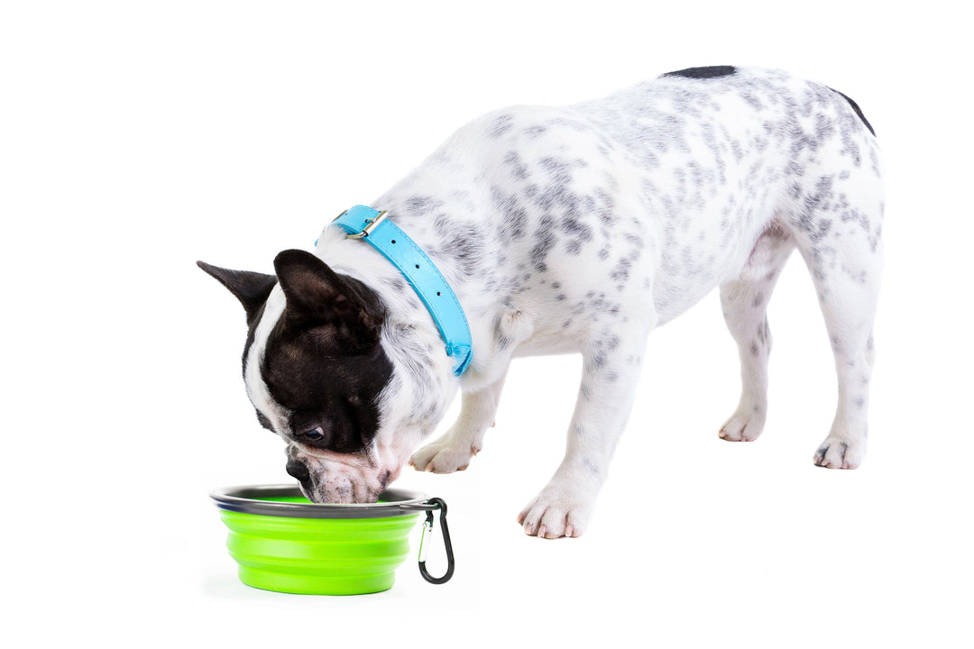 Pupware Collapsible Doggie Dish