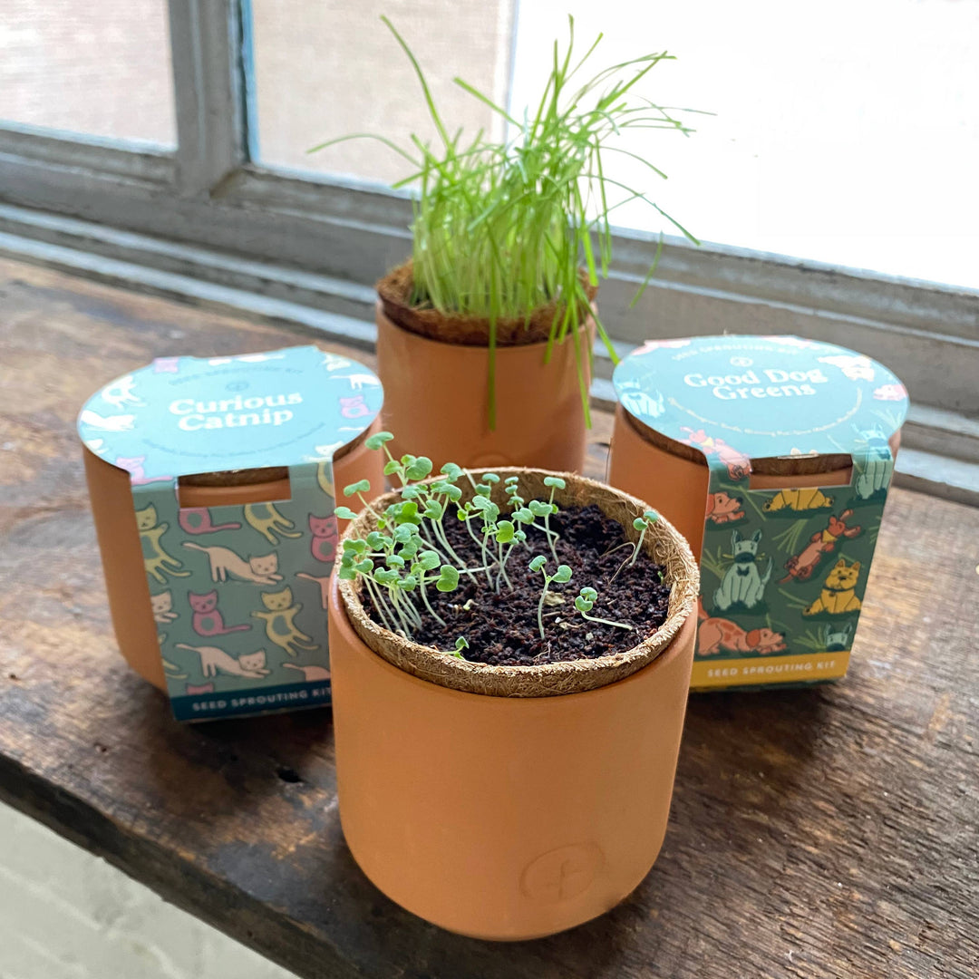 Tiny Terracotta Pet Grow Kits: Curious Catnip