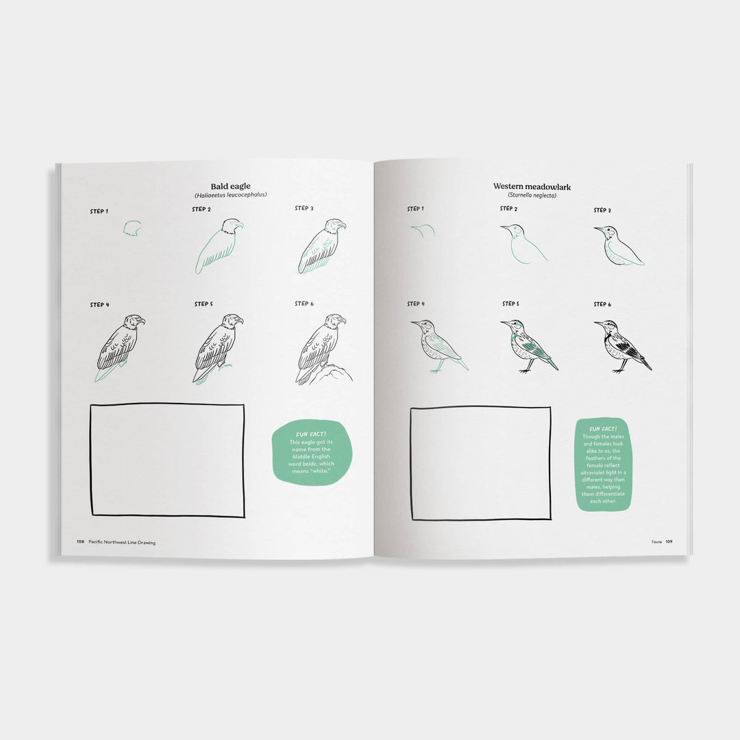 Pacific Northwest Line Drawing-How to Draw Book