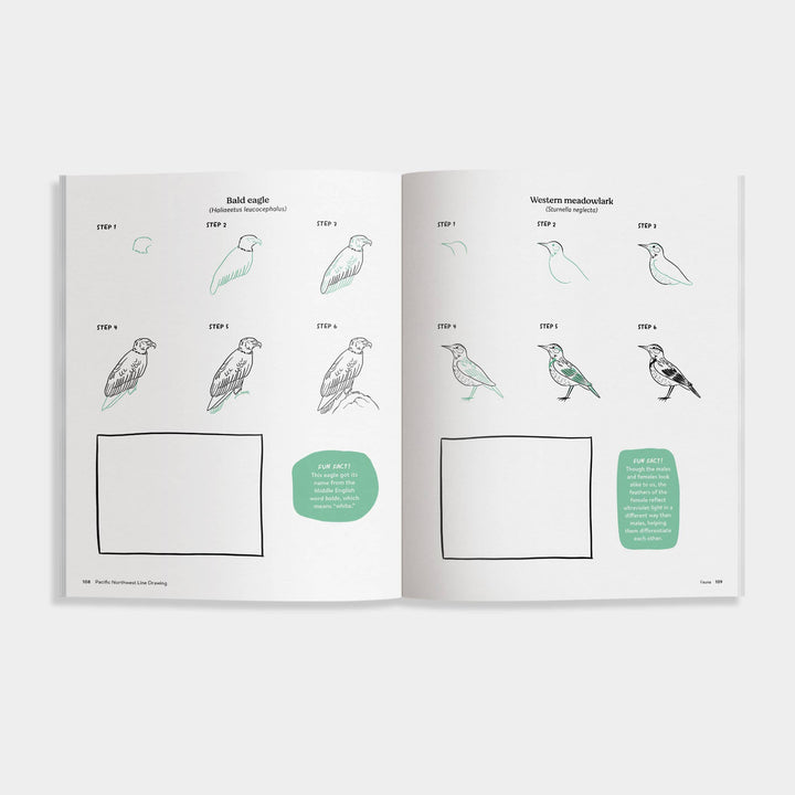 Pacific Northwest Line Drawing-How to Draw Book