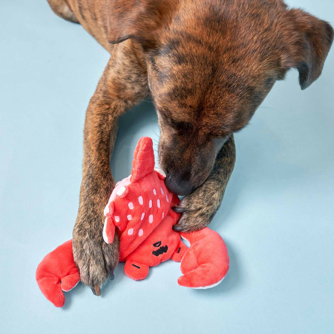 Crab Nosework Toy