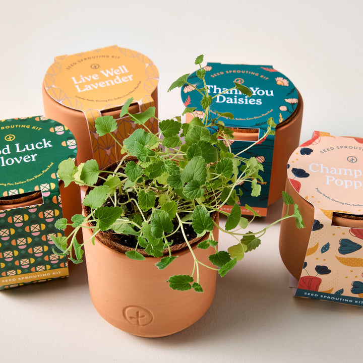 Tiny Terracotta Grow Kits: Thank You Daisy