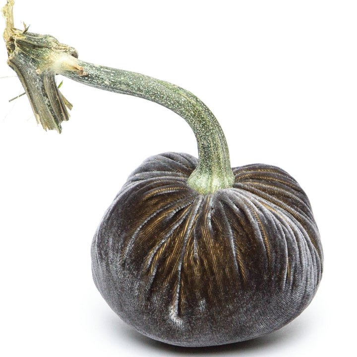 Hot Skwash Graphite Silk Velvet Pumpkin