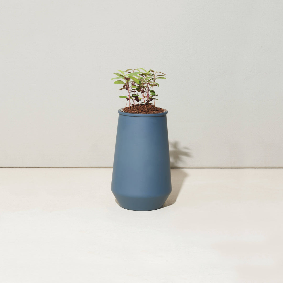 Tapered Tumbler: Eucalyptus