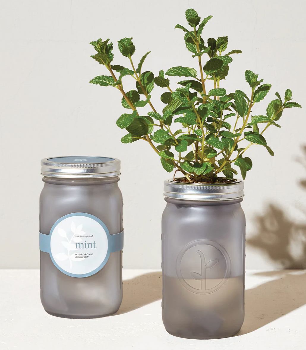 Modern Sprout Garden Jar- Mint - Pine & Moss